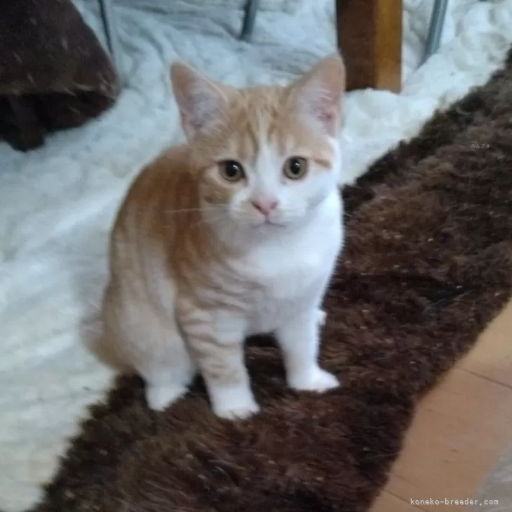 ID:2502-01011の子猫
