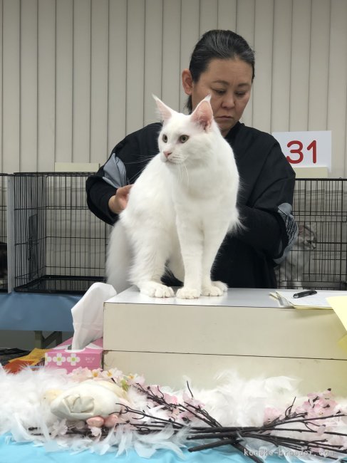 随分とショーにも慣れました｜原田　弥生(はらだ　やよい)ブリーダー(広島県・メインクーン・CFA/TICA登録)の紹介写真5