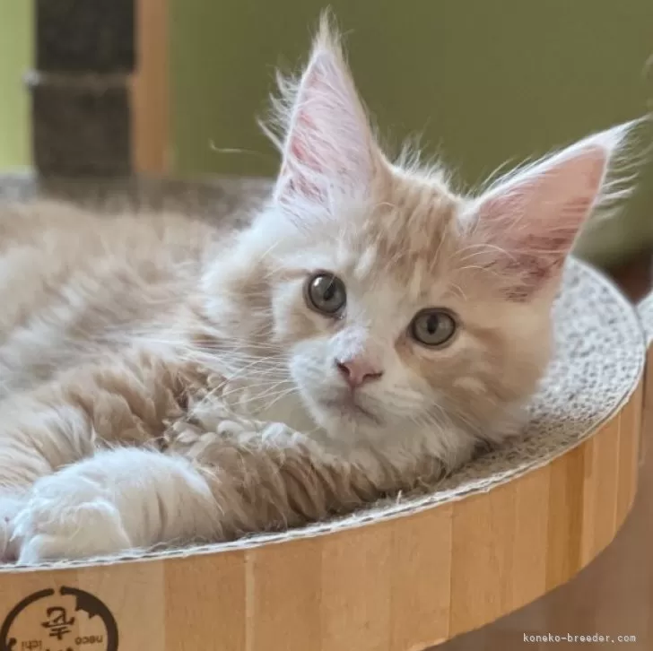 ID:2504-01330の子猫