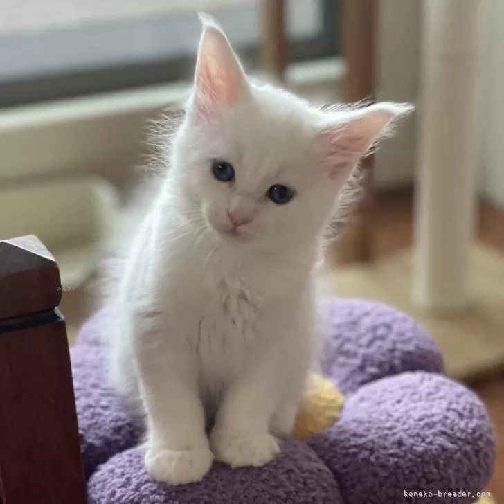 ID:2501-02516の子猫
