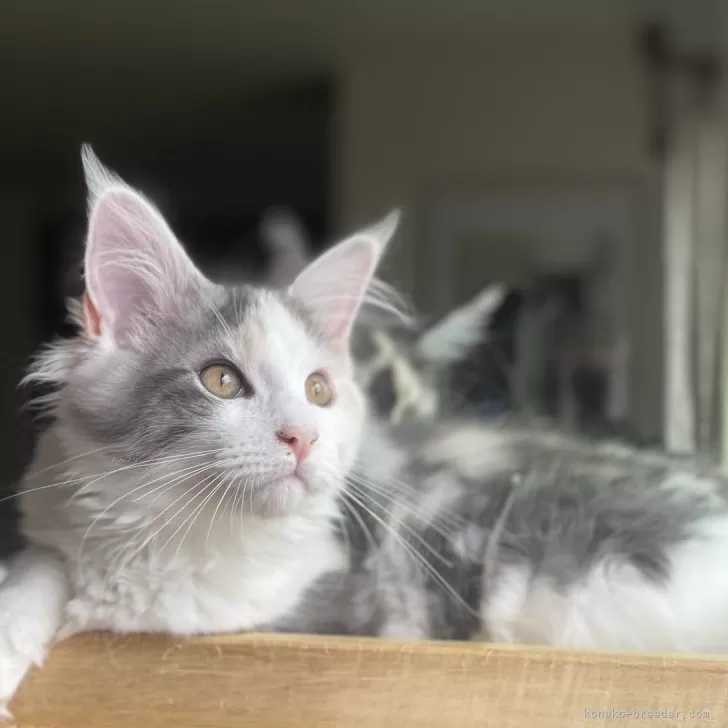 ID:2501-01761の子猫
