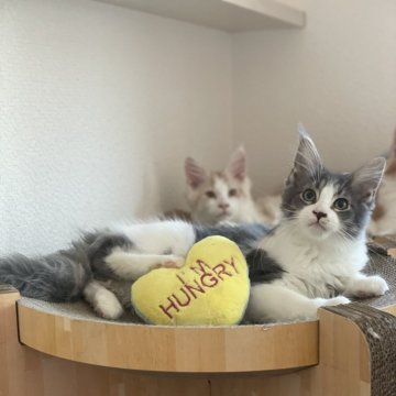 メインクーン【広島県・女の子・2024年12月2日・ブルークラシックタビー&ホワイト（柔らかくシルキー）】の写真「こぼれそうに大きな目✨」