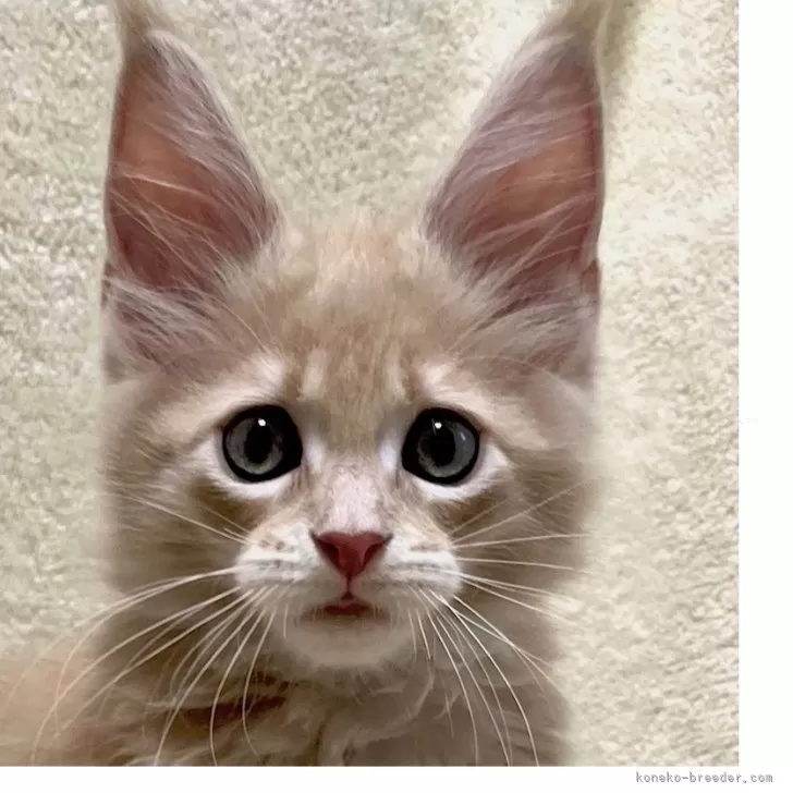 ID:2408-01305の子猫
