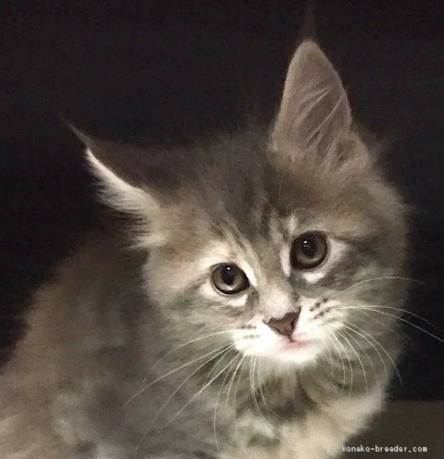 ID:2101-00680の子猫