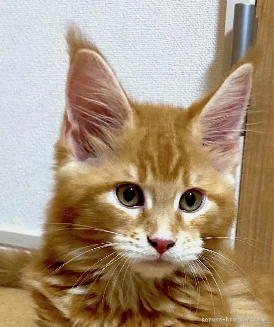 ID:2107-01497の子猫