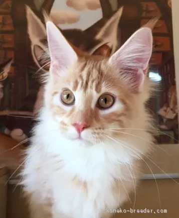 ID:1911-00243の子猫
