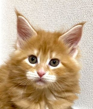 メインクーン【埼玉県・女の子・2022年3月11日・レッド・クラシック・タビー】の写真「明るいオレンジ色のキリリとした美人さん」