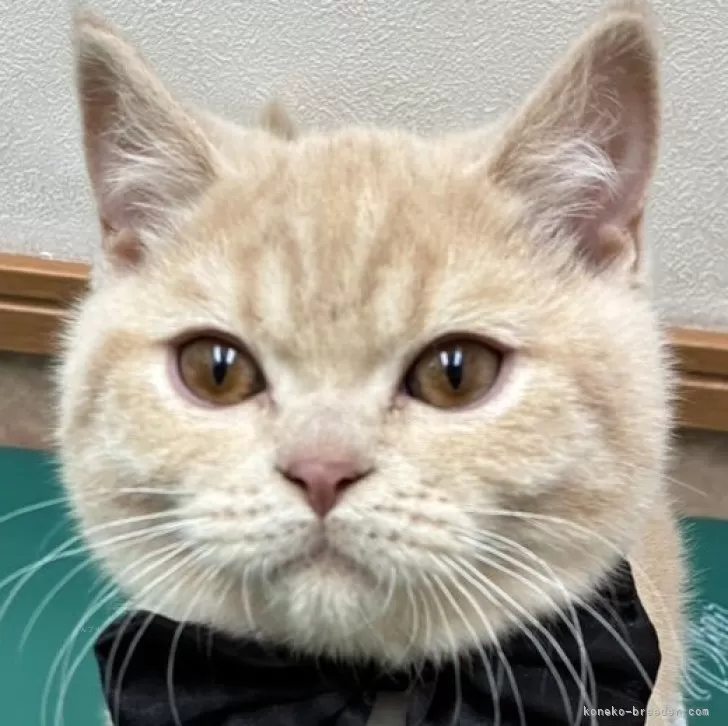 T.S 様のお迎えした子猫