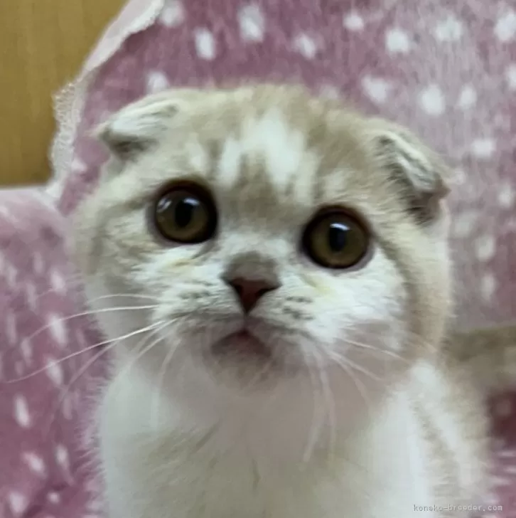 ID:2504-01349の子猫