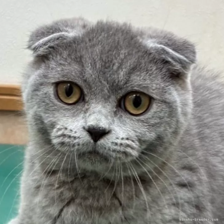 H.K 様のお迎えした子猫