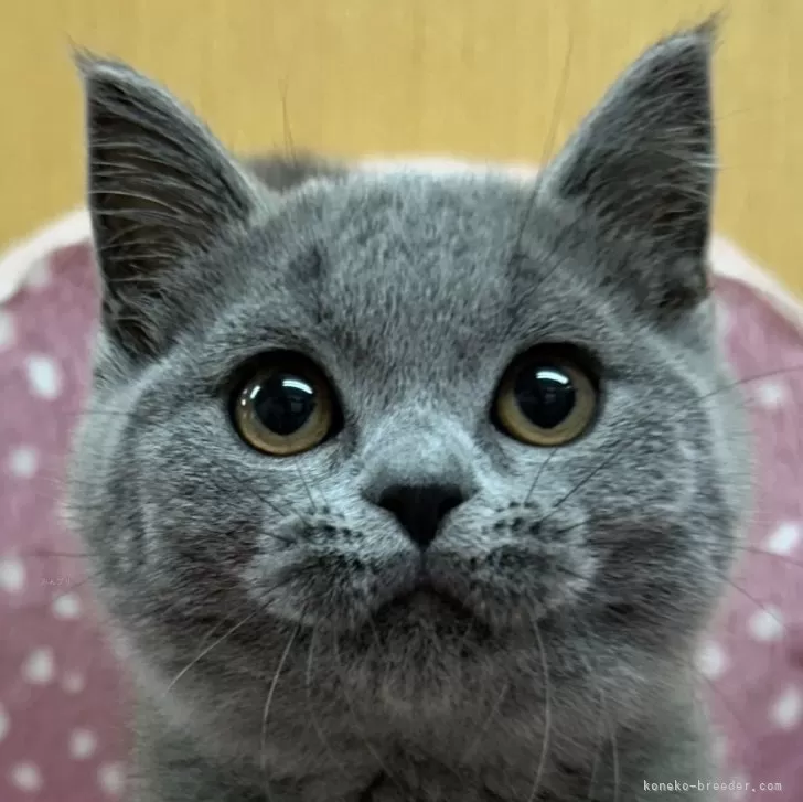 M.K 様のお迎えした子猫