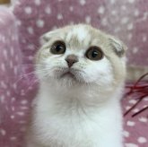 スコティッシュフォールド(折れ耳)