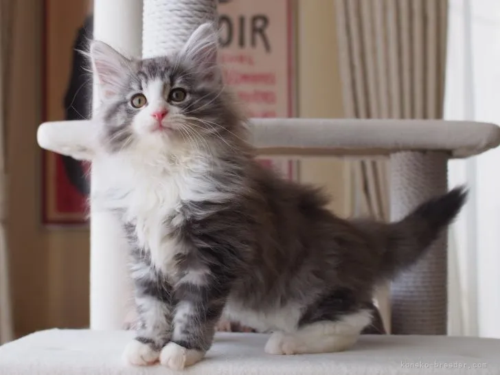 ID:2109-02576の子猫