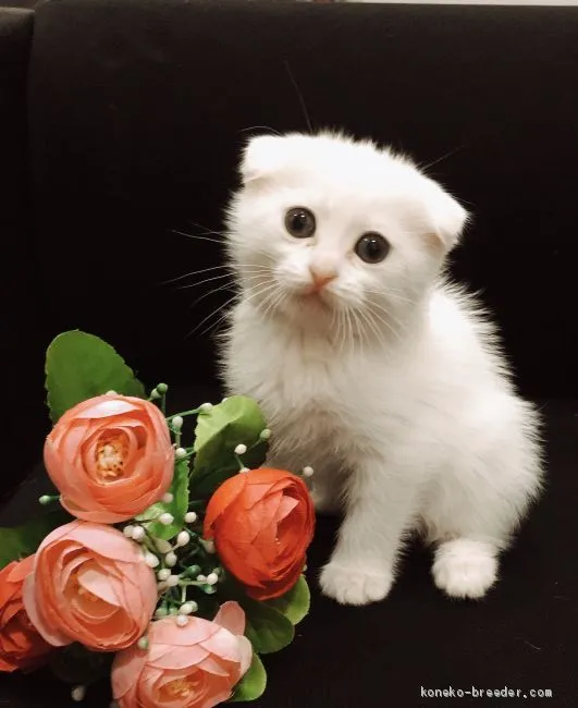 ID:2101-00350の子猫