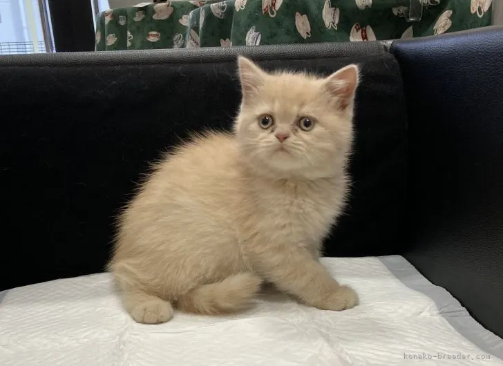 ID：2107-00462の子猫