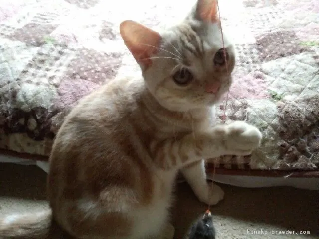 さく 様のお迎えした子猫