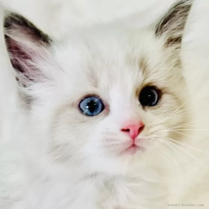 ID：2405-00625の子猫