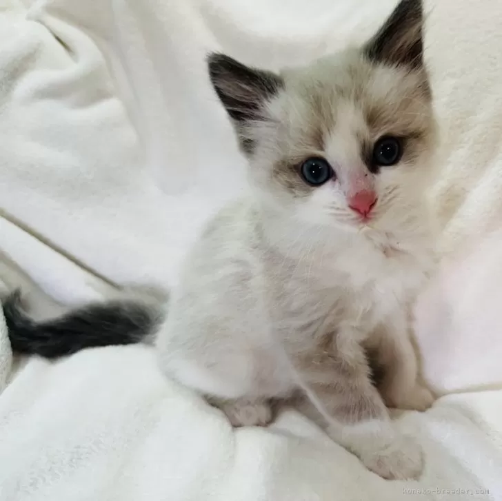 ID:2405-00624の子猫