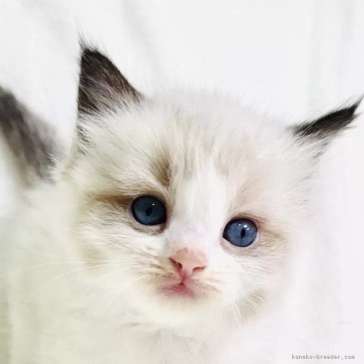 ID:2503-02146の子猫