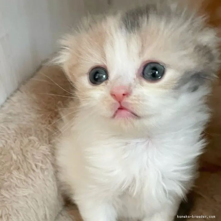 ID：2304-00851の子猫