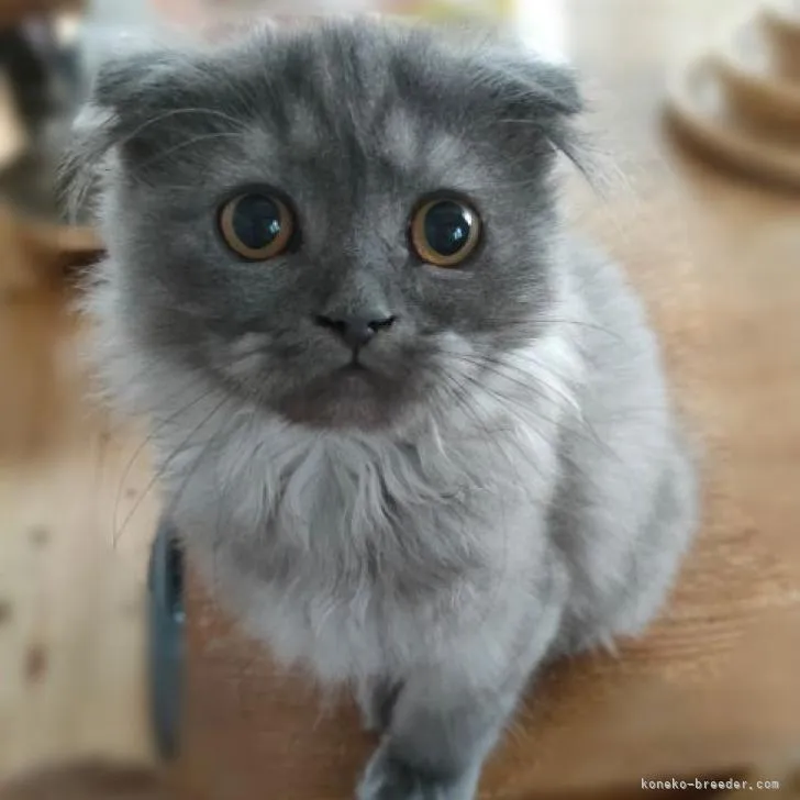 ID：2208-00310の子猫