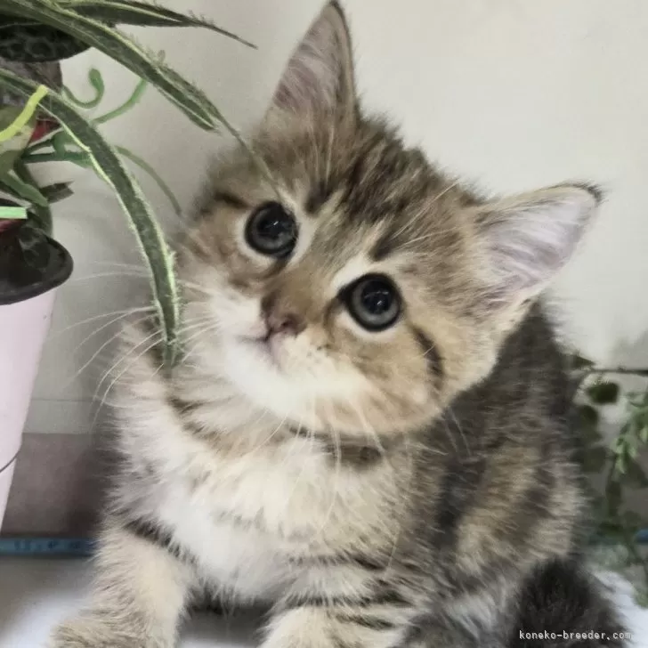 ID:2412-00334の子猫