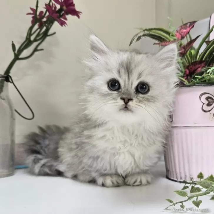 ID：2411-02485の子猫