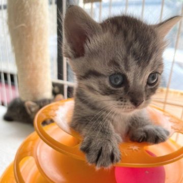 マンチカン(長足)【千葉県・男の子・2023年5月30日・ブルータビー】の写真「可愛い男の子です💕」