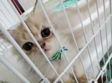 茨城県のペルシャ チンチラ の子猫を探す 専門ブリーダー直販の子猫販売 みんなの子猫ブリーダー