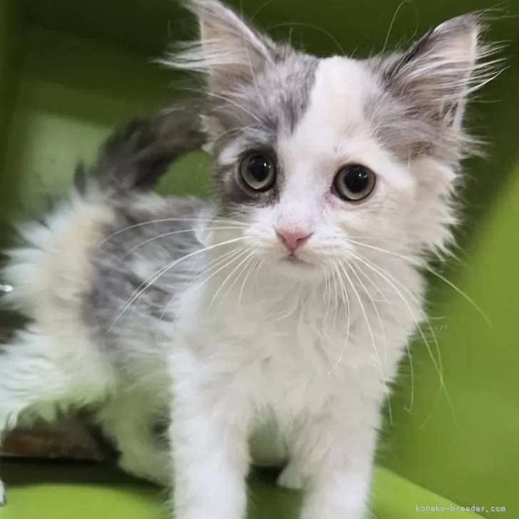 ID:2504-01556の子猫