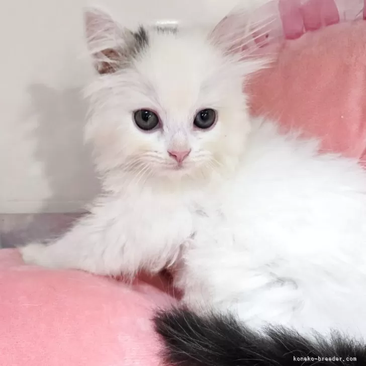 lvmam 様のお迎えした子猫