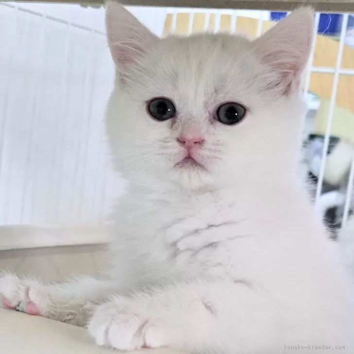 ID:2502-00879の子猫