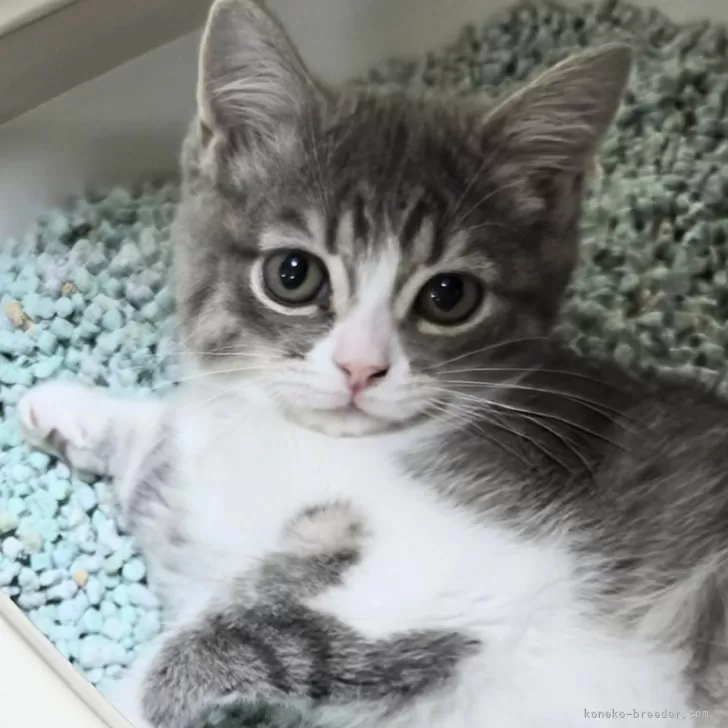 ID:2502-01334の子猫