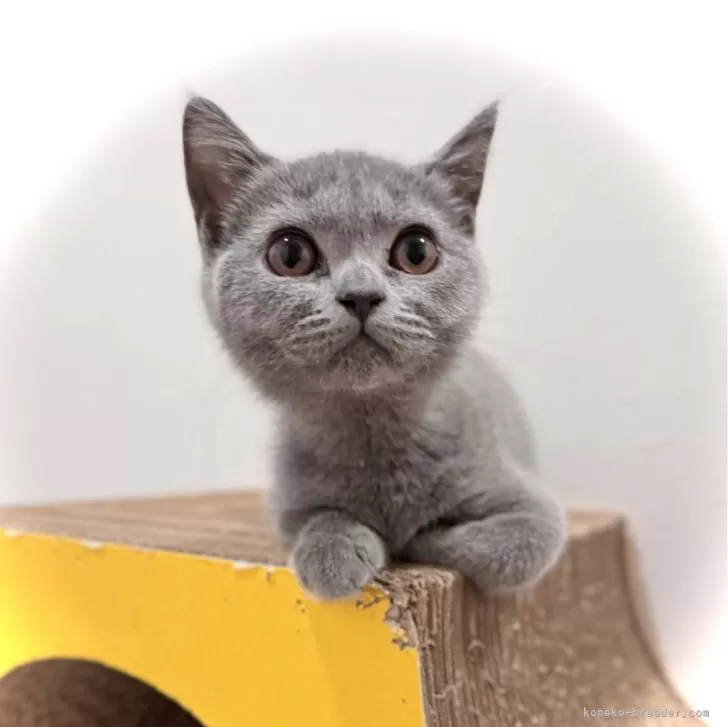 ID:2407-00790の子猫