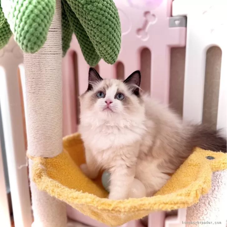 桔梗 様のお迎えした子猫
