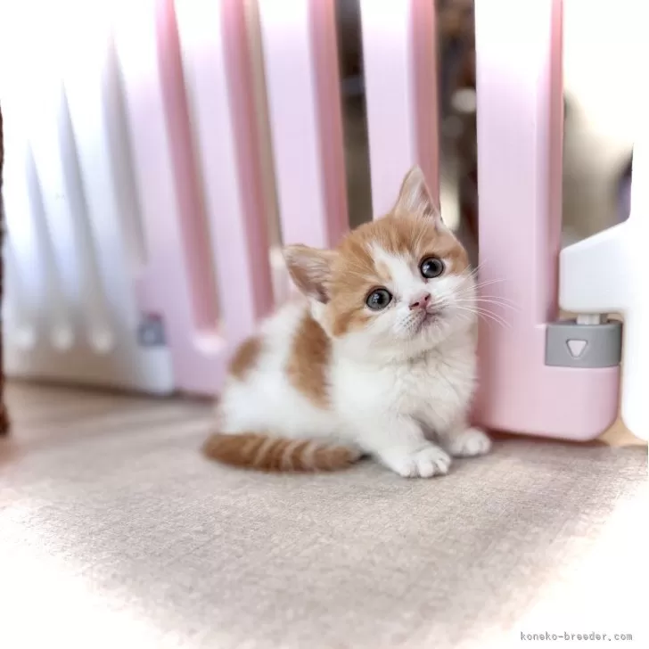 メイちゃん 様のお迎えした子猫