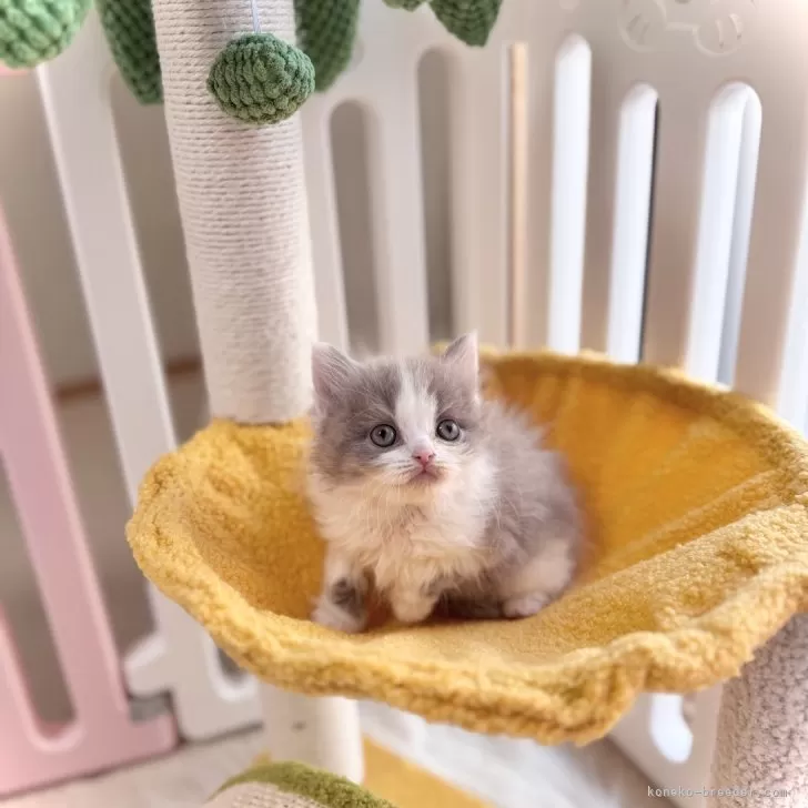 ID:2504-01131の子猫