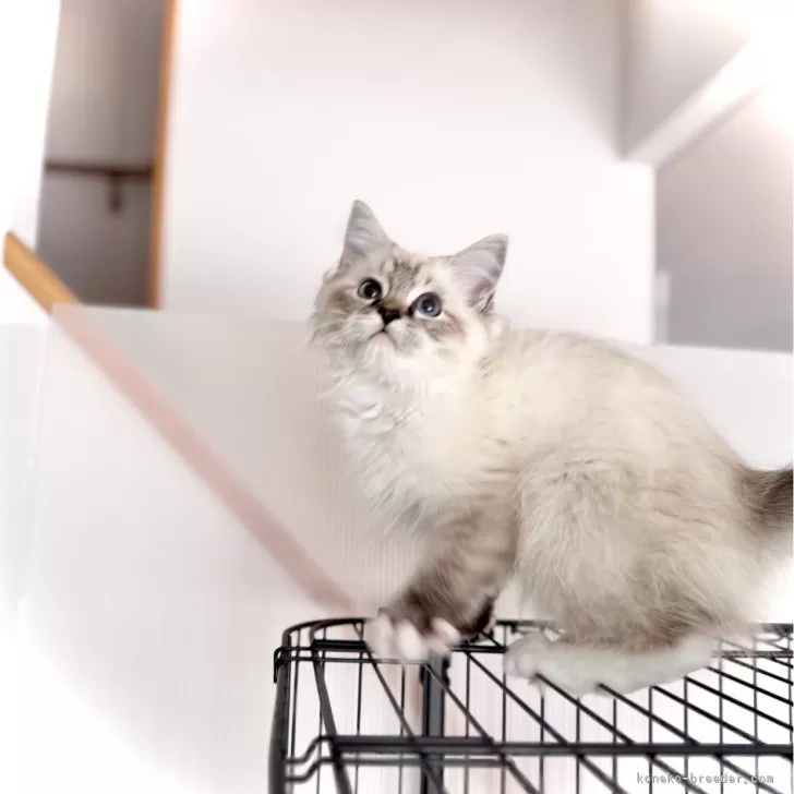 ID：2412-00101の子猫