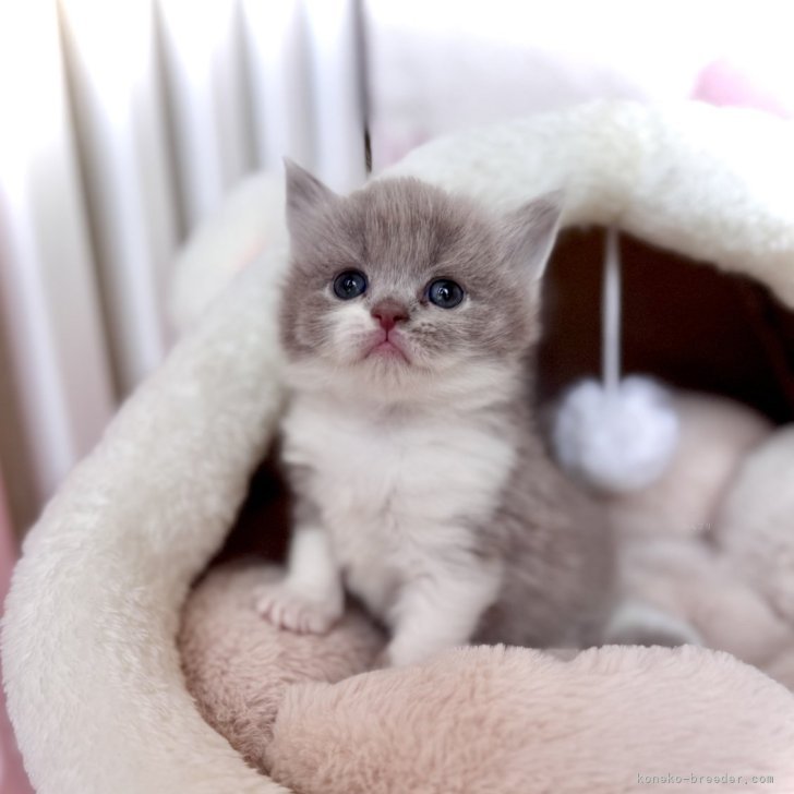 らち 様のお迎えした子猫