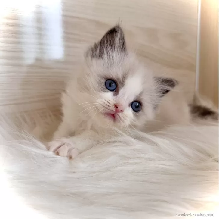 S.I 様のお迎えした子猫