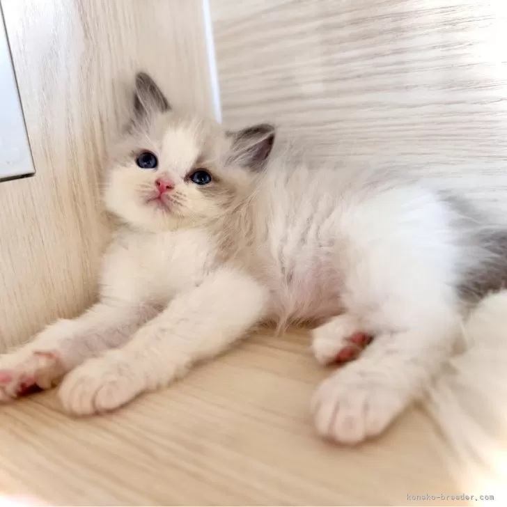 らんら 様のお迎えした子猫