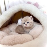 ブリティッシュショートヘア