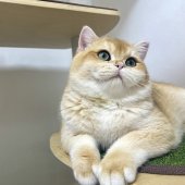 ブリティッシュショートヘア【・男の子・2023年7月12日・ブラックゴールデンシェール】