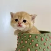 ブリティッシュショートヘア