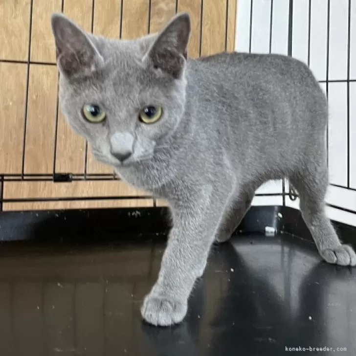 ID:2410-01007の子猫