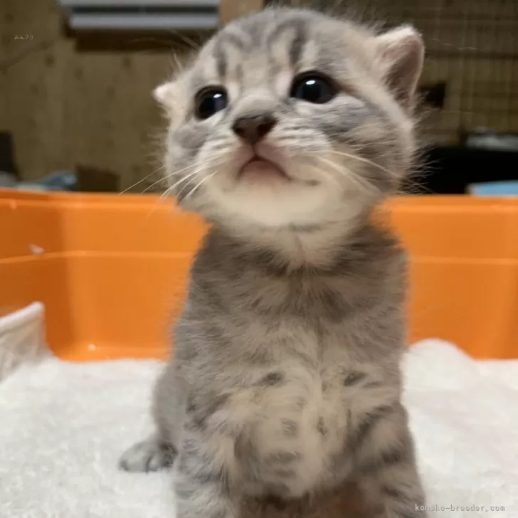 ID:2403-02214の子猫
