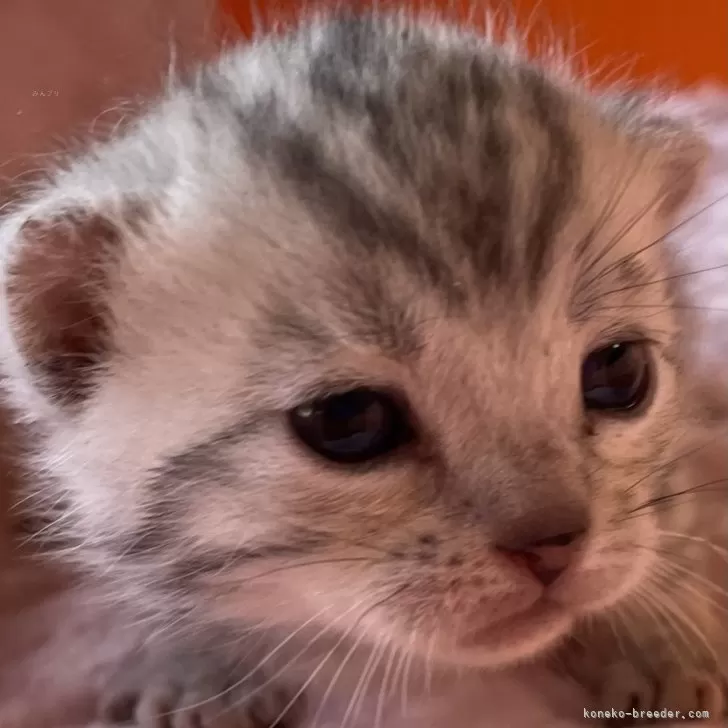 ID:2403-01441の子猫