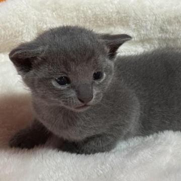 ロシアンブルー【静岡県・男の子・2023年2月10日・ブルー】の写真「可愛い子猫ちゃん❤️」