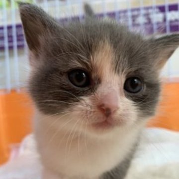 マンチカン(長足)【静岡県・女の子・2023年3月19日・ダイリユートキャリコ】の写真「とても　可愛い❤️女の子です。💖」