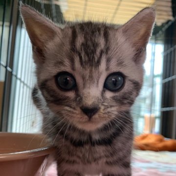 マンチカン(長足)【静岡県・男の子・2023年6月10日・シルバータビー】の写真「柄が綺麗で高級感があります‼️」